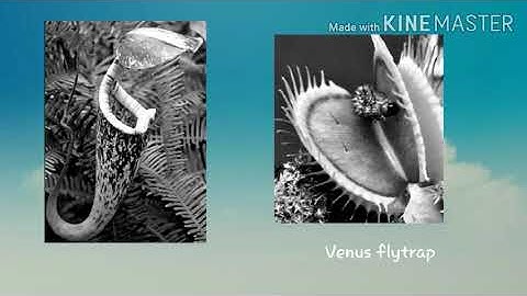 Class 4 science adaptation in plants PART2