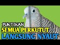 Perkutut Lokal Gacor Suara Besar Untuk Pikat Suara Burung Perkutut Pikat Cocok Untuk Pancingan Mp3 - Mp4 Download