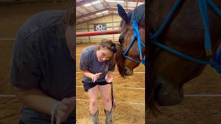 Beginner Vs Experienced Horse Owners! 🐴 #shorts #animals