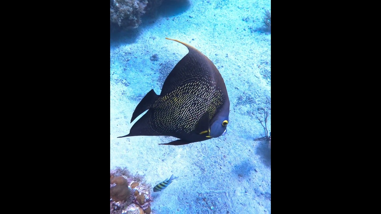 French Angelfish 