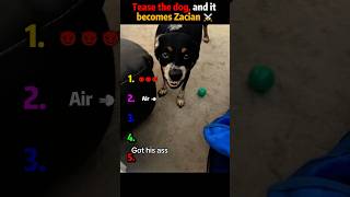 Tease the dog, and it becomes Zacian ⚔️#SwordDog #FunnyDogs #PetMemes