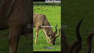 Antelope has great ability, Did you know this before.