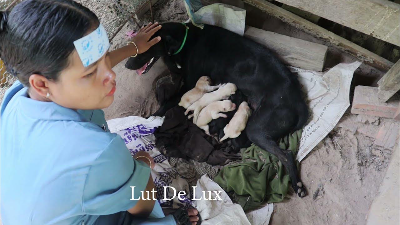 Woman Breastfeeding 9 Puppies Newborn And Feeding Mother Dog In Village