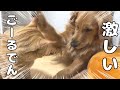 親しき中にも激しさありな犬と猫