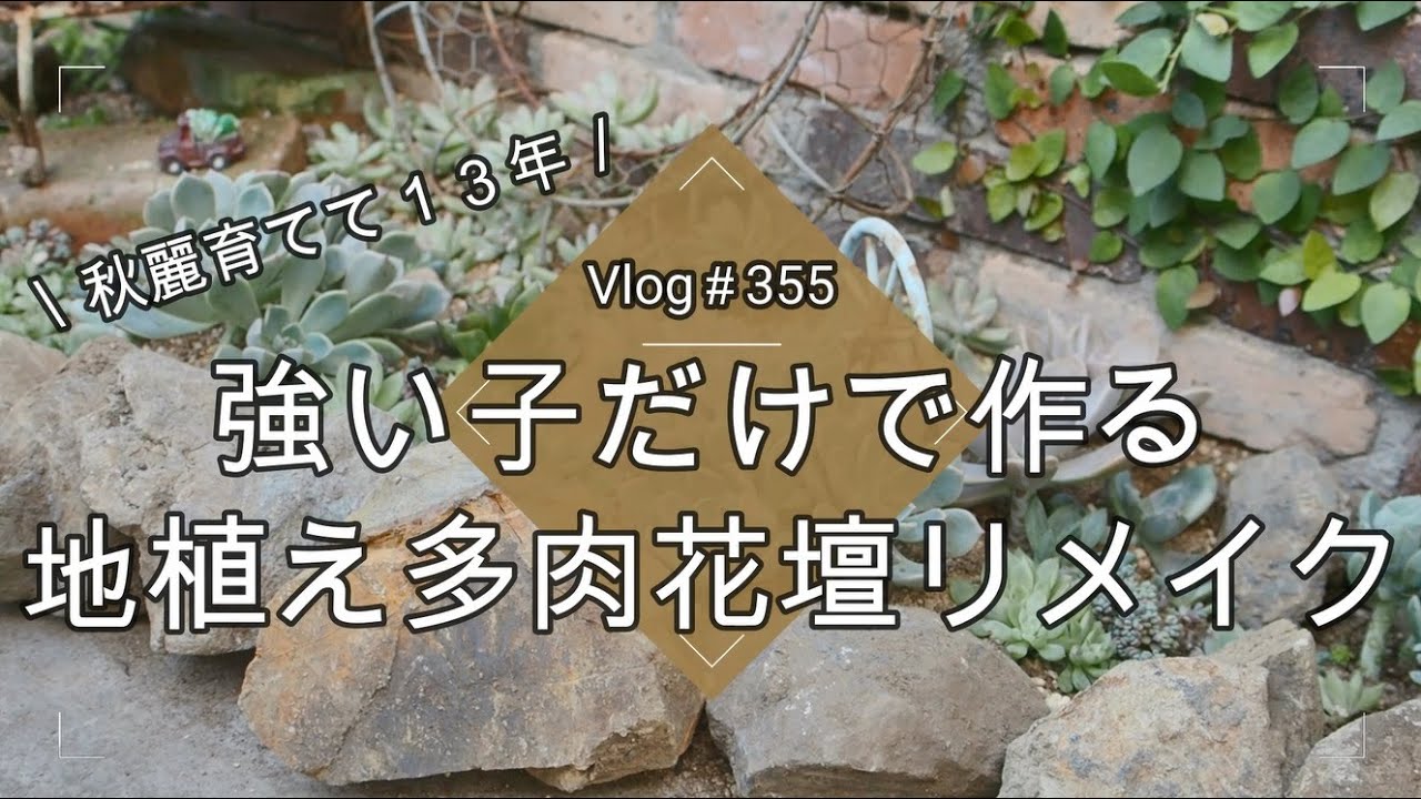 Vlog 355] [Succulents] 13 years of growing Aki-Rei 💖 Remaking a