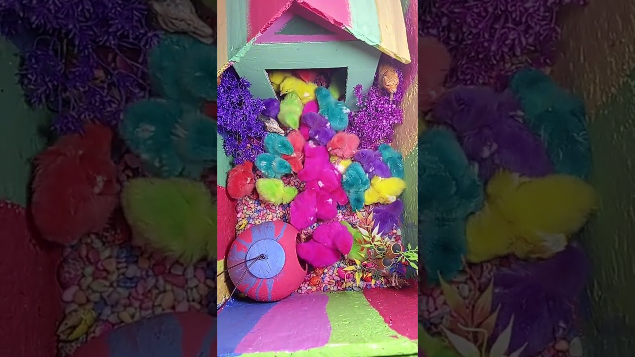 Ayam Warna Warni Masuk Rumah 