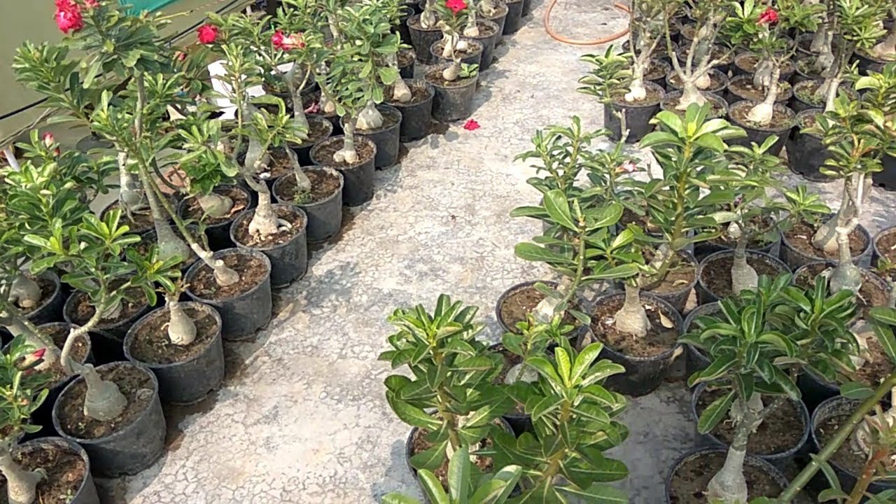 Cheapest Adenium & seasonal flowers plant in Lucknow YouTube