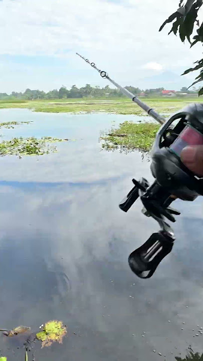 Mancing casting di kroya - cilacap #mancing #mancingliar #mancingmania #mancingcasting