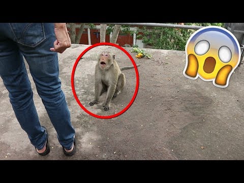 Video: Cele 11 Cele Mai Bune Locuri Pentru A Călători Dacă Ești Obsedat De Maimuțe