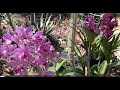 C. Amethystoglossa. Two Different types. Вторая Аметистоглосса Цветет! Цимбидиум Чёрная Красотка.