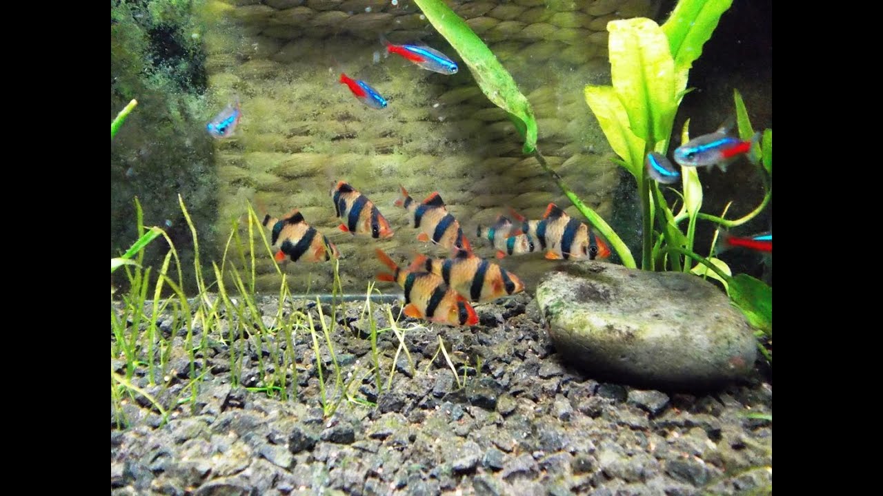 Tiger Barbs And Neons Tetra Feeding Time