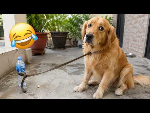 These Pets Somehow Make Every Situation More Complicated 😂🐱🤣