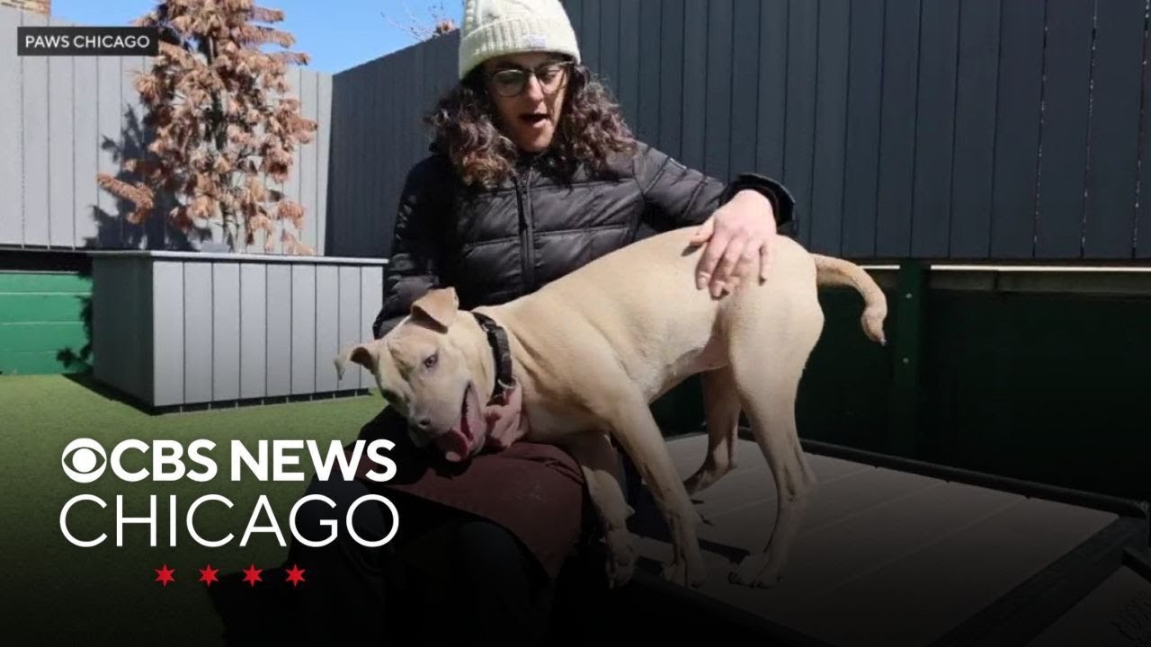 Meet Ella, PAWS Chicago's Pet of the Week