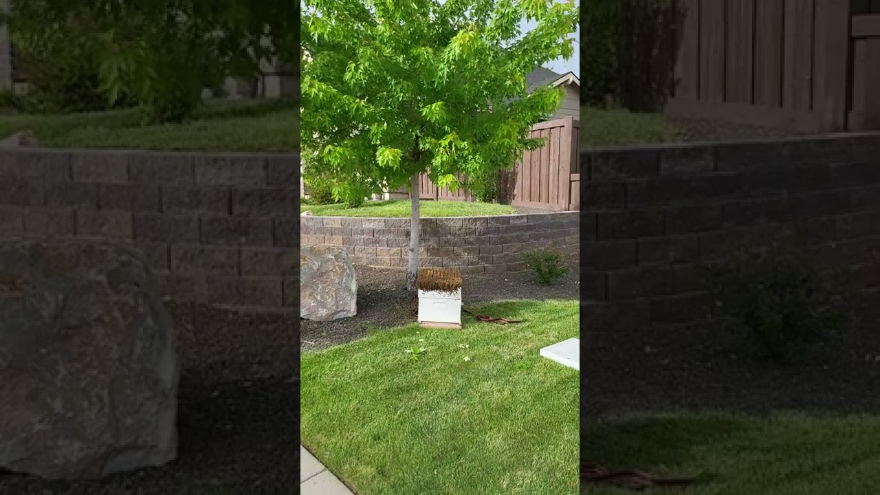 2nd large swarm from Harris Ranch this week