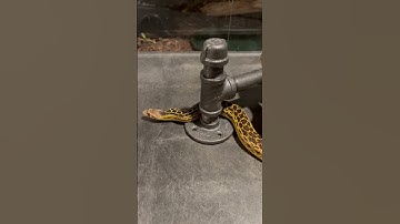 Adorable San Diego Gopher Snake #snake #pets #shorts