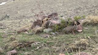 Keklik Avı (Bağlı) - الحجل طائر - куропатка - partridge