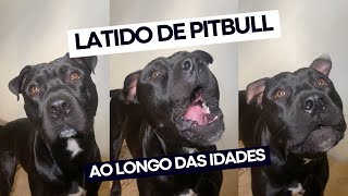 Latido de Pitbull ao longo das idades: infância, adolescência e adulto | Evolução do Latido de Pit