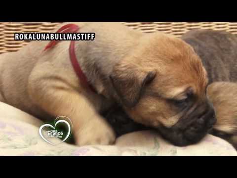 Video: Cómo Alimentar A Un Cachorro Bullmastiff