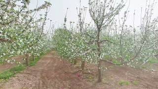 Stunning Apple Blossom Views From Chinas Loess Plateau See Where Quality Grows