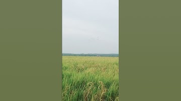 suara belibis kembang pangil teruji, burung masih siang langsung datang manta, mp3 nya