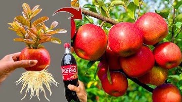 Amazing Apple Tree Propagation: Your Step-by-Step Guide