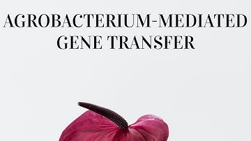Agrobacterium-mediated gene transfer(1)| Introduction| Plant Biotechnology