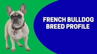 French Bulldog Breed Profile