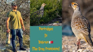 Partridges in Bahrain (Grey Francolins ) - Birds Vlogs #bahrain