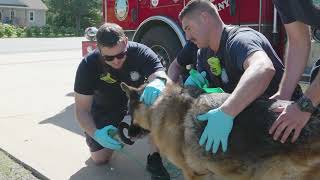 PAWmergency Kits