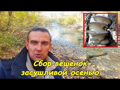 Видео: В сезон ли е стридите?