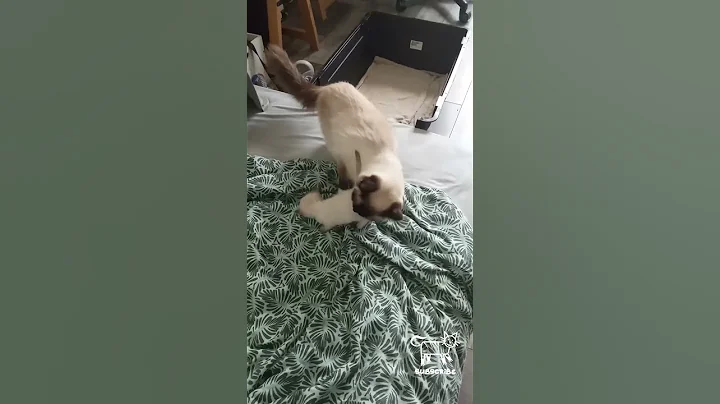 Video 6539541: cutecat baby cat, cat grooming, adorable mother cat, mom cat baby