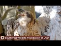 Rescued Rare White Belly Bald Eagle