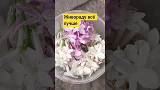 #shorts #entomology #жуки #animals #pets #russia #ukraine #serbia #bulgaria #poland #czechia #spring