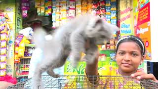 Pet Market in Chennai|CHEAPEST PET MARKET|Chennai Broadway Pet Market| by SPOTLIGHT தமிழ் 1,185 views 5 months ago 18 minutes