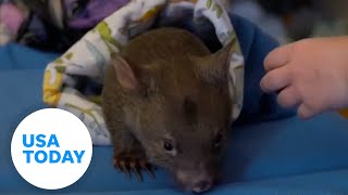 Detailed Wombat being taken from mom by Sam Jones gets reaction in Australia | USA TODAY Details
