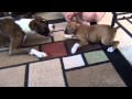 Puppy Boxers Playing for the first time