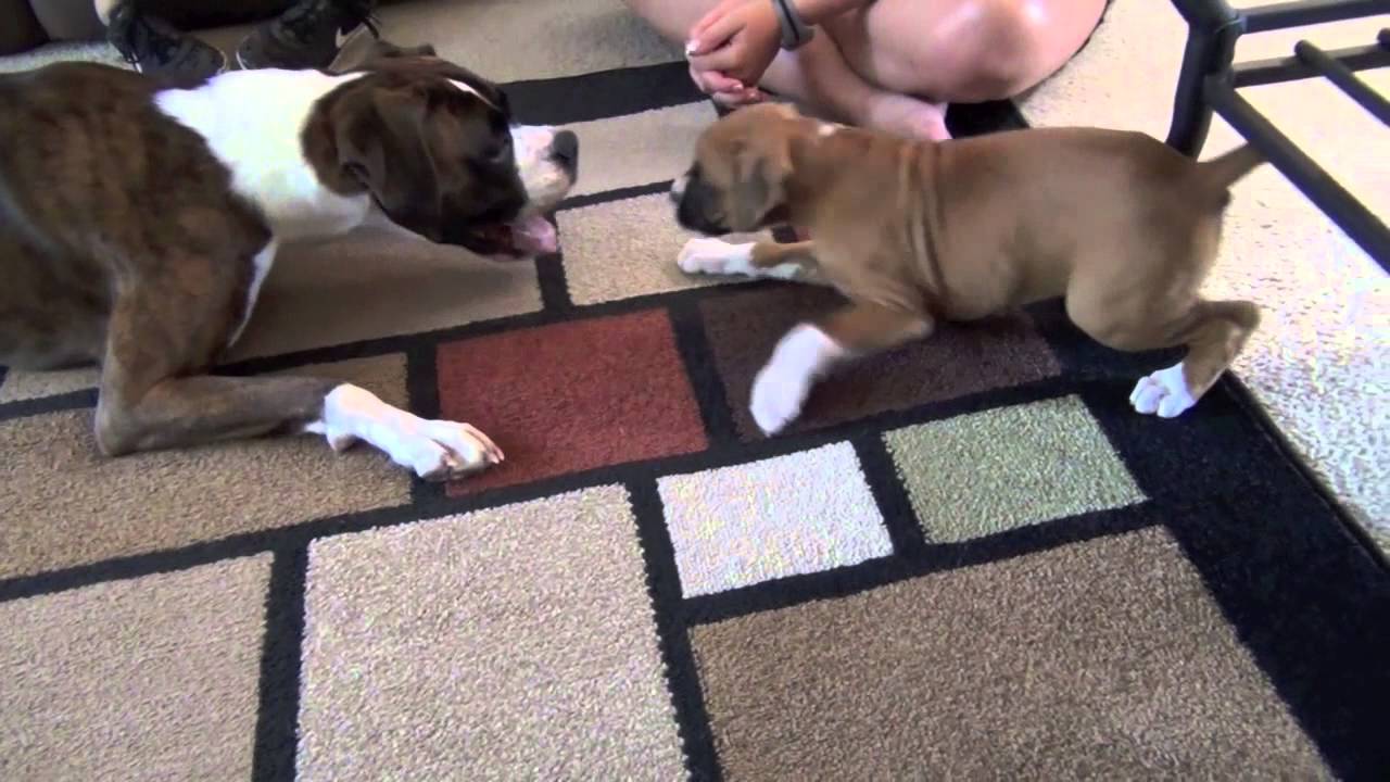 Puppy Boxers Playing for the first time YouTube