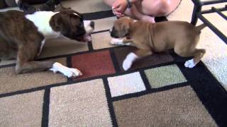 Puppy Boxers Playing for the first time