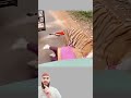 في لحظة هدوء على الطريق إلى فوضى مرعبة عندما قفز النمر فجأة فوق السيارة 