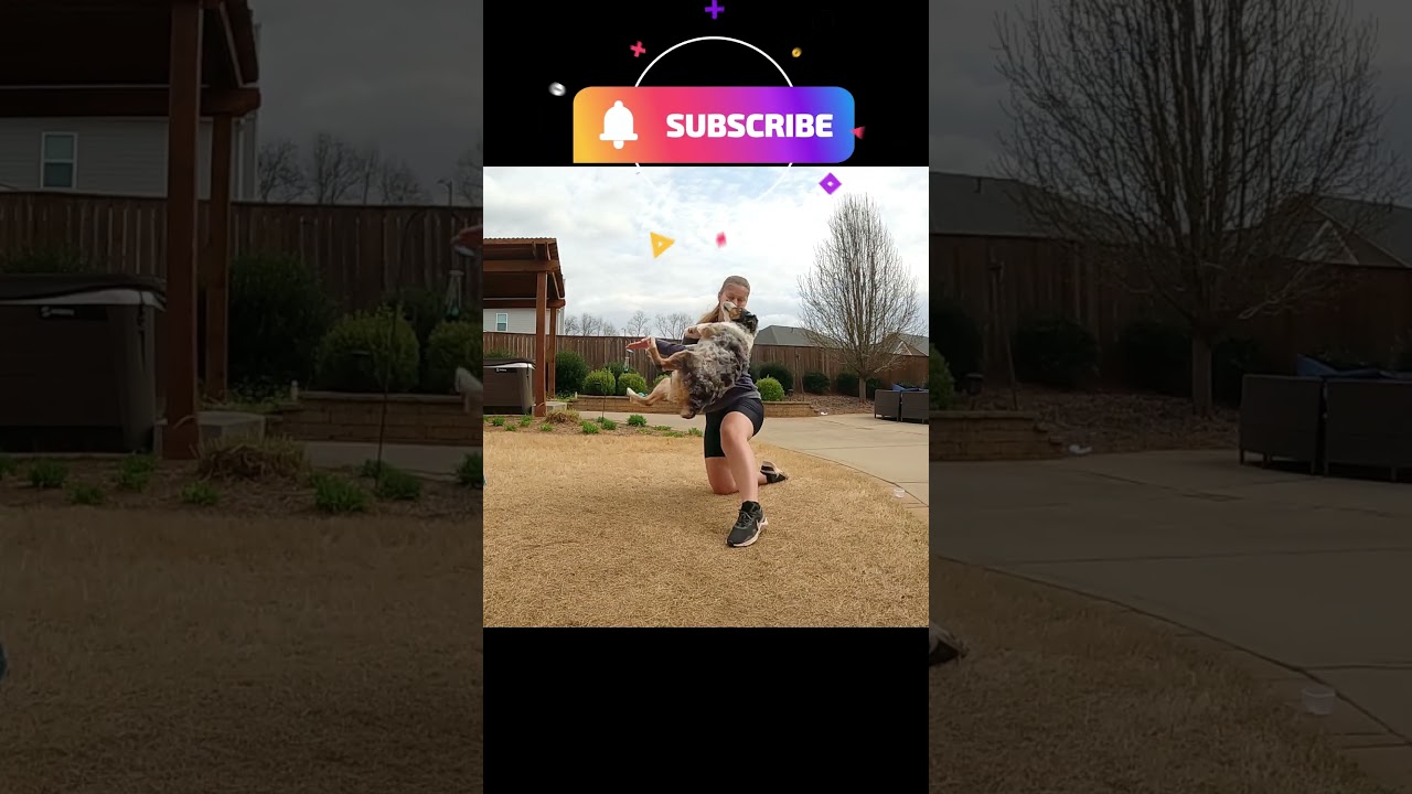 Ninja roll dog trick  