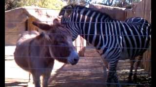 Animal Friendship - Donkey and Zebra are best friends