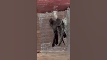 #swiftlet #bird #sleep