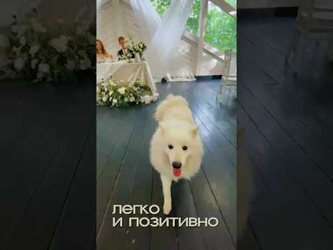 Свадьба без традиций и конкурсов #ведущийнасвадьбумосква #ведущийнасвадьбу