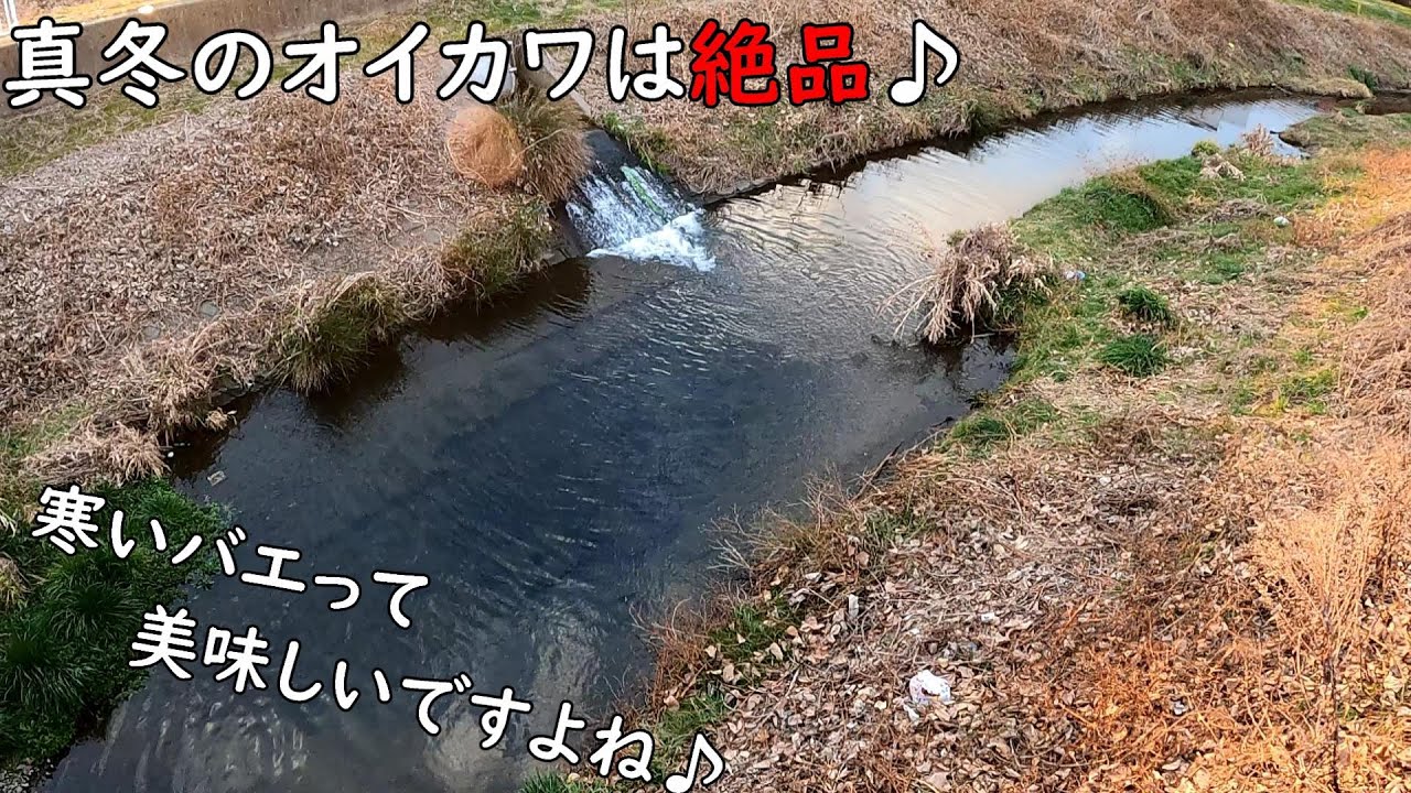 寒バエ(オイカワ)はとても美味しいです