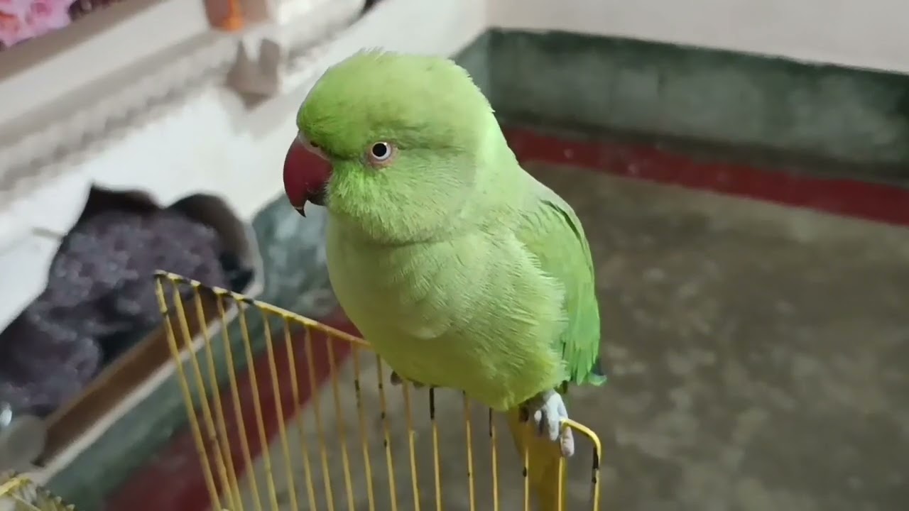 Talking parrot 🦜// baate karne wala ceut parrot @mithurajavlogs23