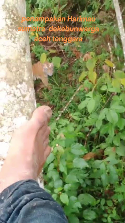 penampakan harimau sumatra dikebun warga #indonesia #acehtenggara #harimau #buas #binatang #kebun