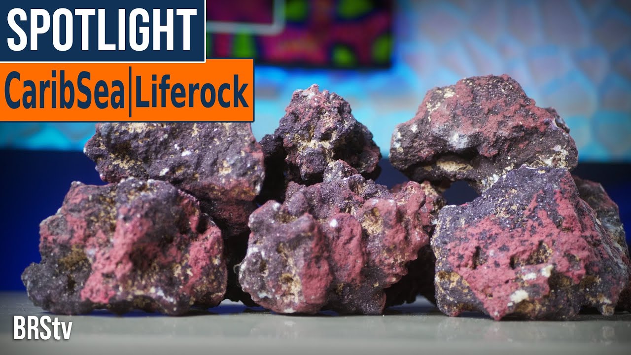 The Ultimate Buyers Guide to Dry Live Rock - Bulk Reef Supply