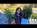 New Shrubs Have Arrived // Gardening with Creekside