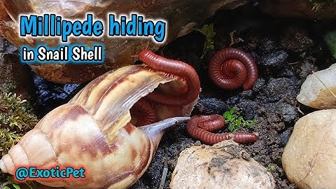 Unique moment : Millipede Hides inside a Snail Shell #NatureMoments #millipedes #SnailShell 