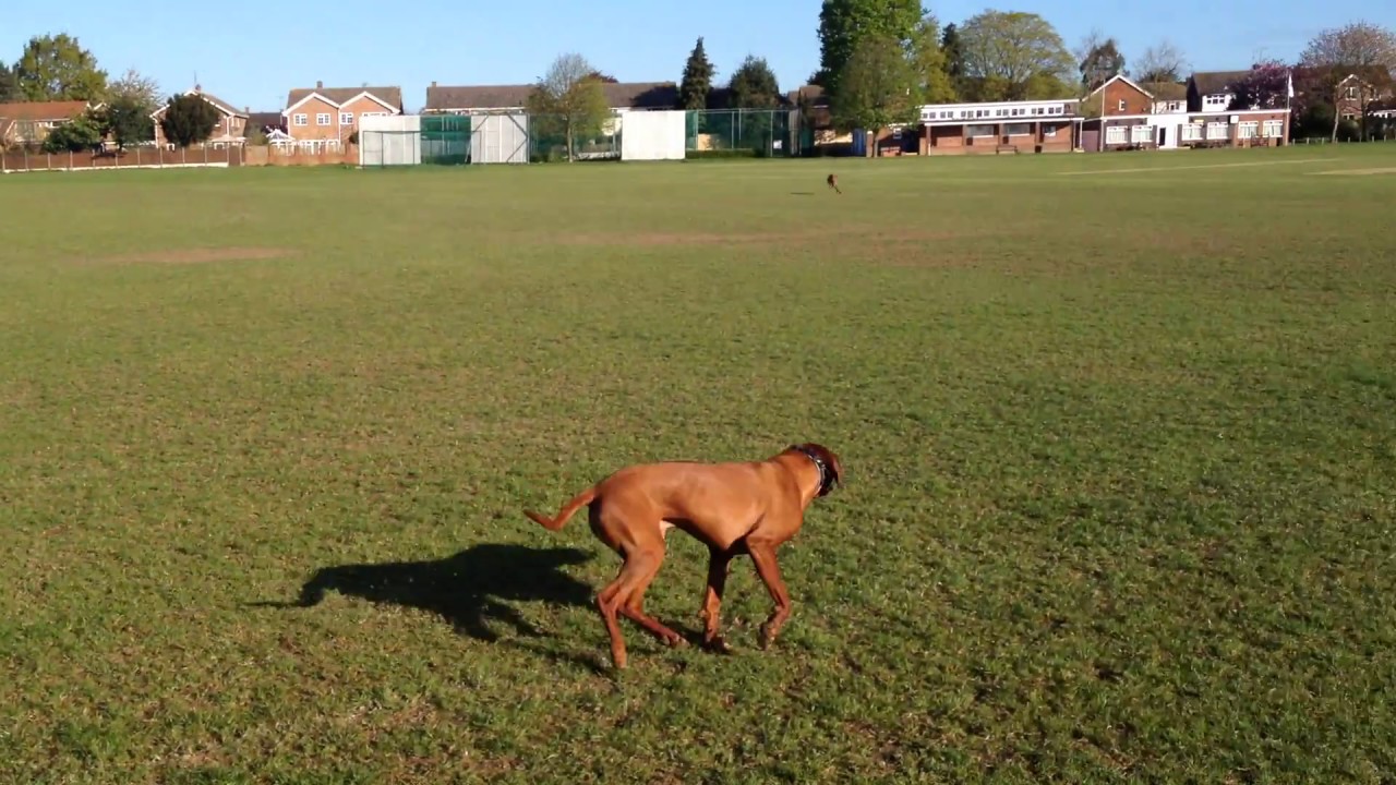 Chasing Rabbit Two Rhodesian Ridgebacks Rhodesian Ridgebacks playing chase - YouTube